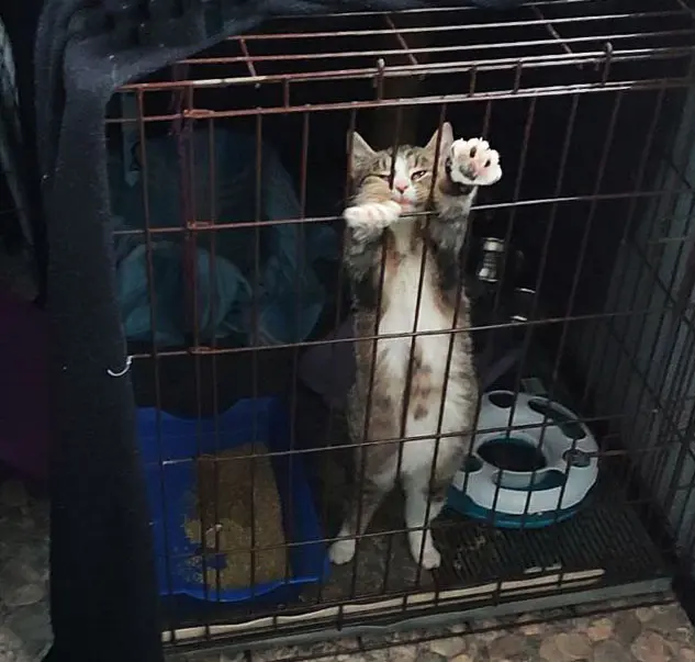 Кот Леонардо - фото 5